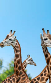 Giraffes