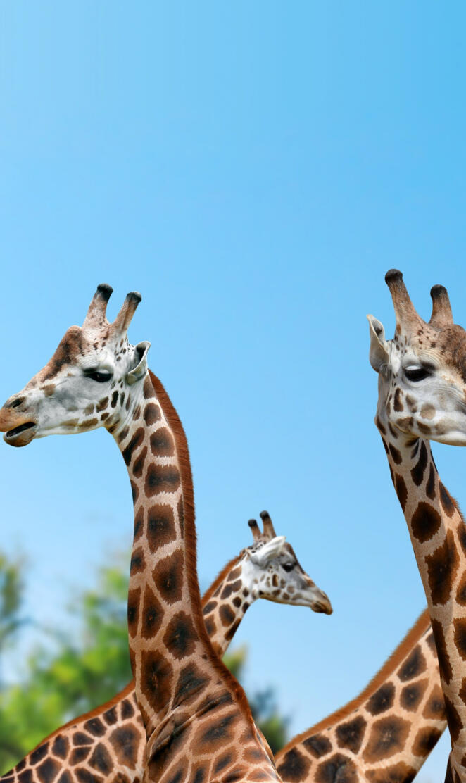 Giraffes