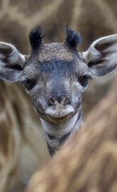 Baby Giraffe