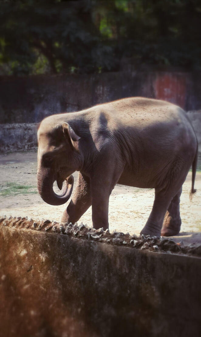 An elephante