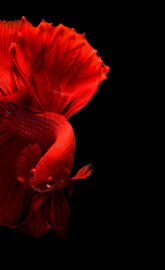 Red Fish Wallpaper