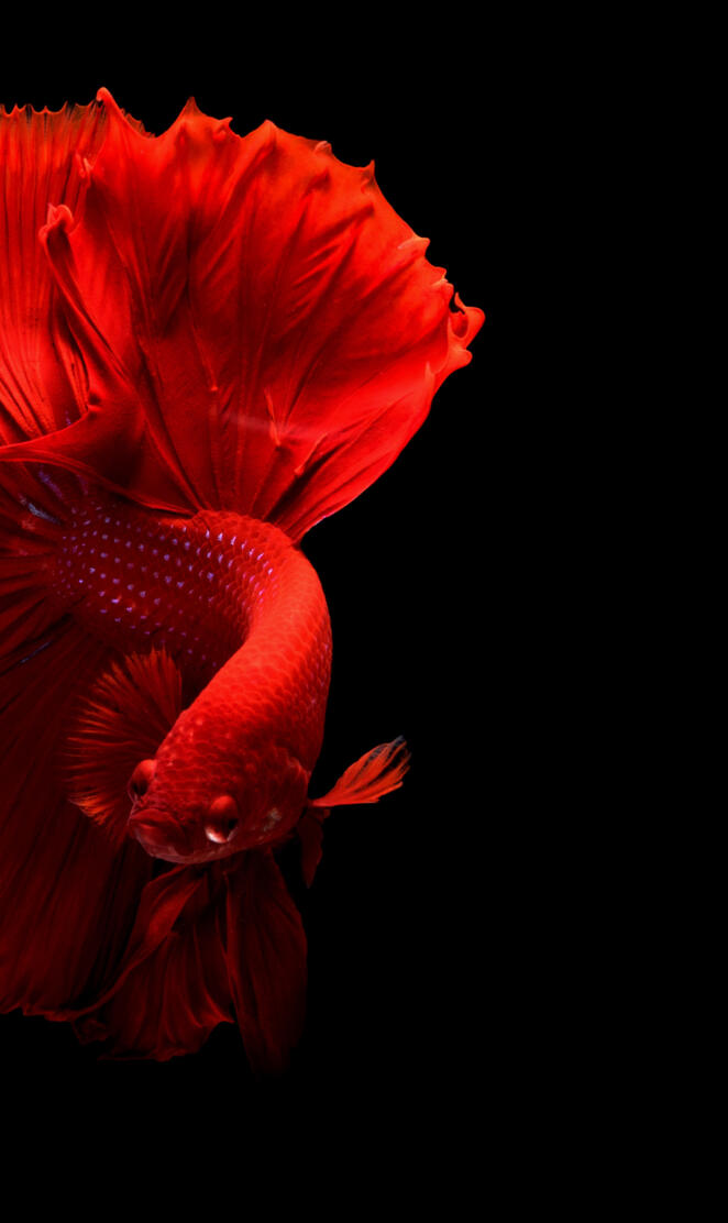 Red Fish Wallpaper