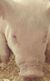 Share to a Pig Lover