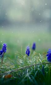 Flowers Muscari Dust