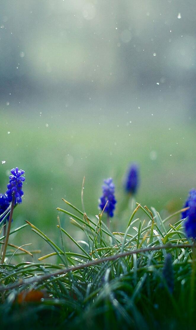 Flowers Muscari Dust