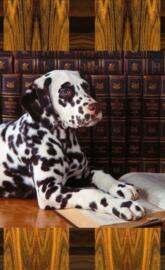 Professor Dal Mation