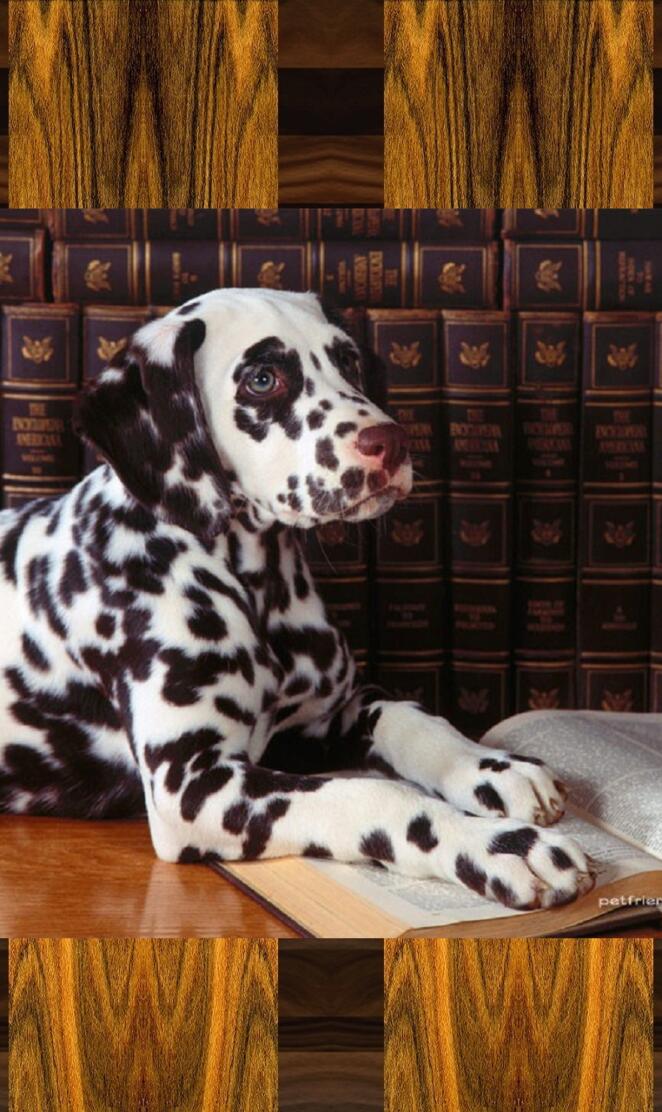 Professor Dal Mation