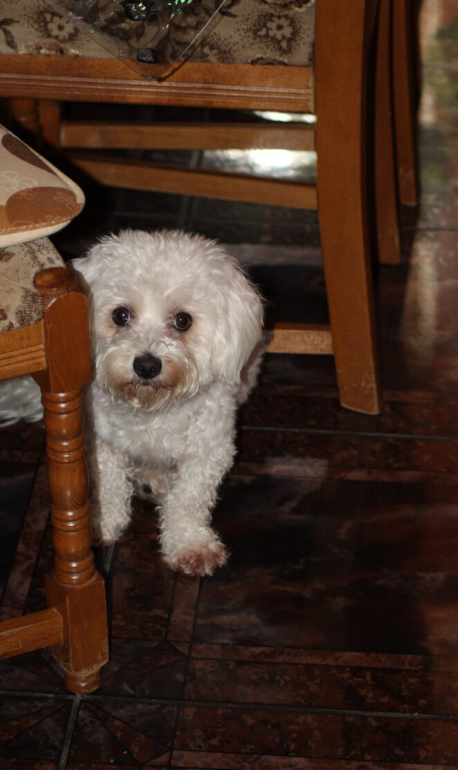 Bichon