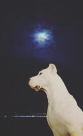 Dogo Argentino