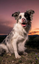 Australian Shepherd