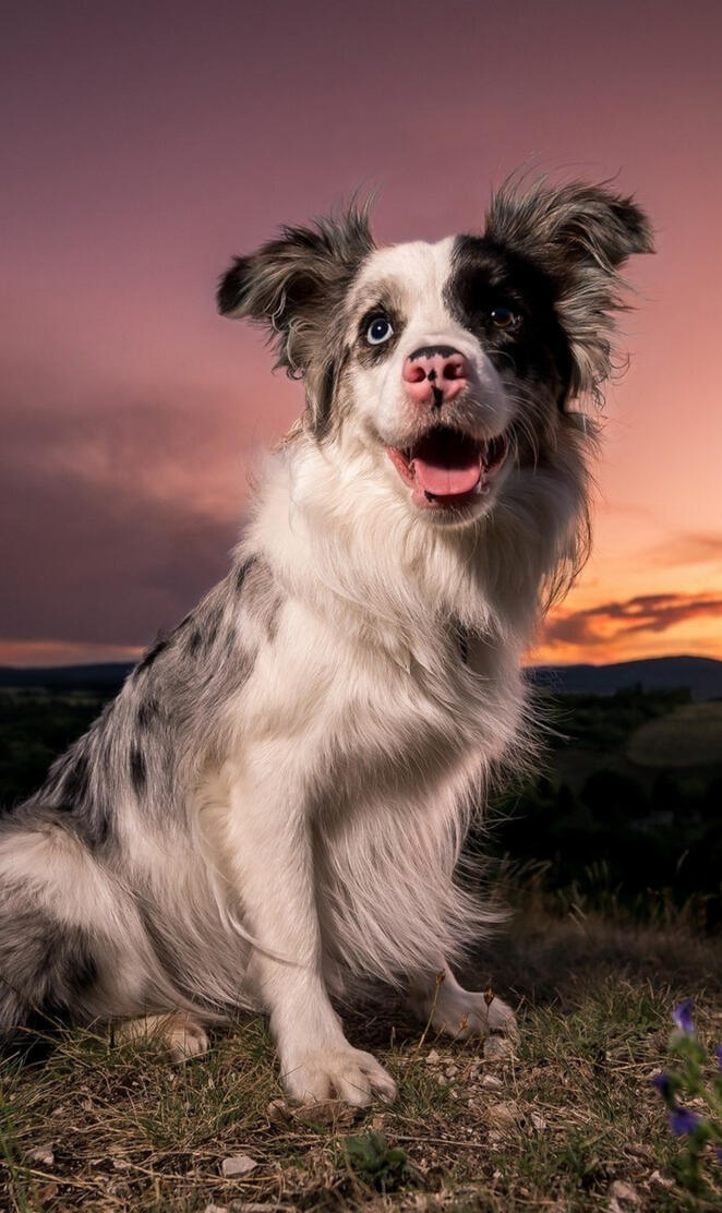 Australian Shepherd