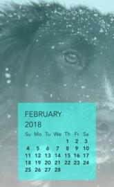 Dog Days February