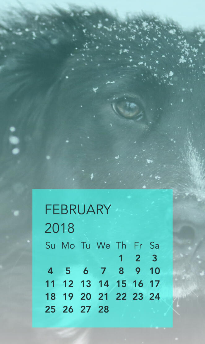 Dog Days February