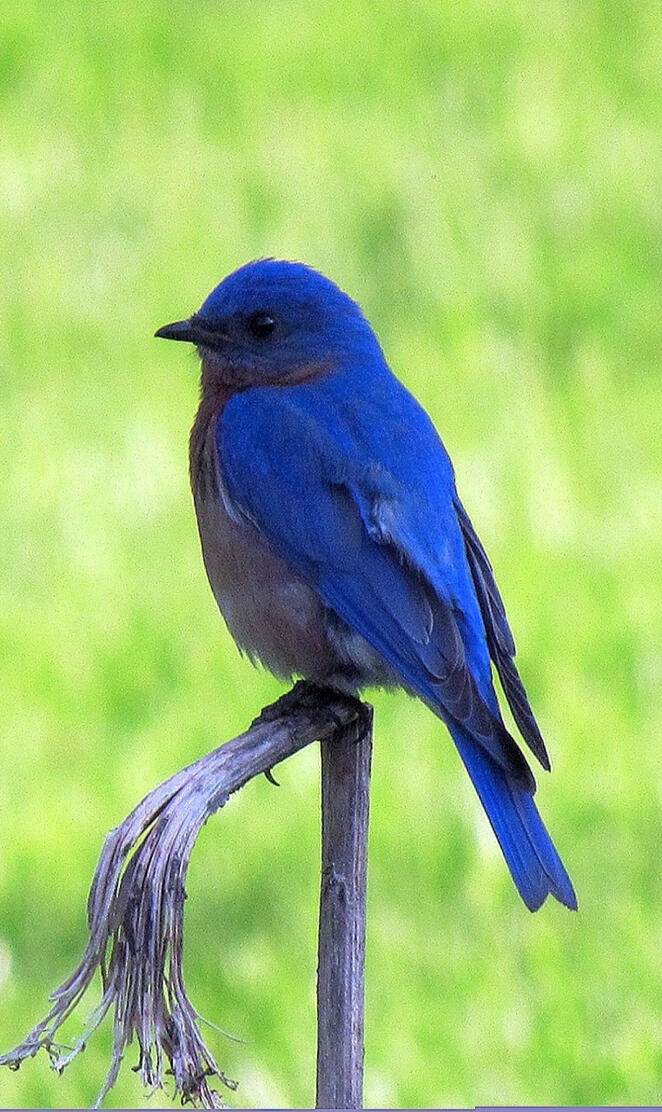 Bluebird
