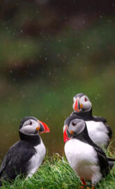 Cute puffins