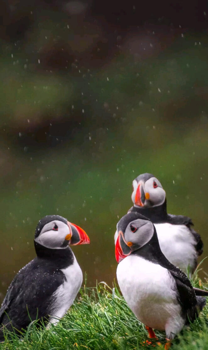 Cute puffins