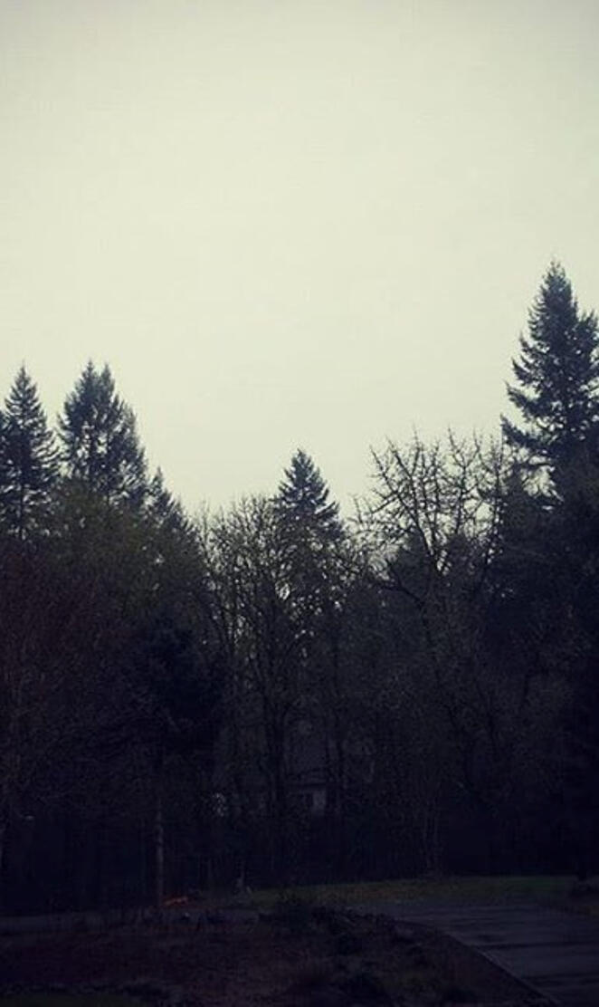 Ominous PNW Trees