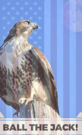 Red-Tailed Hawk Flag