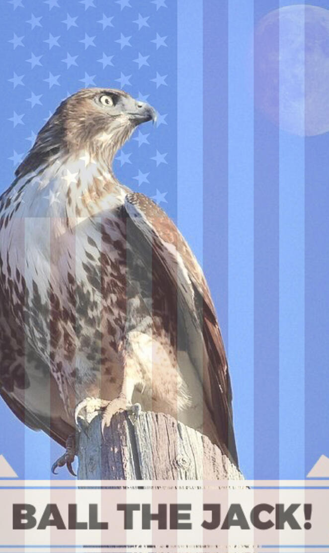 Red-Tailed Hawk Flag