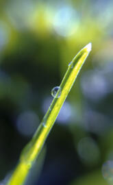 Macro Grass Drop