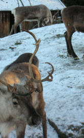 Santaclaus Reindeers