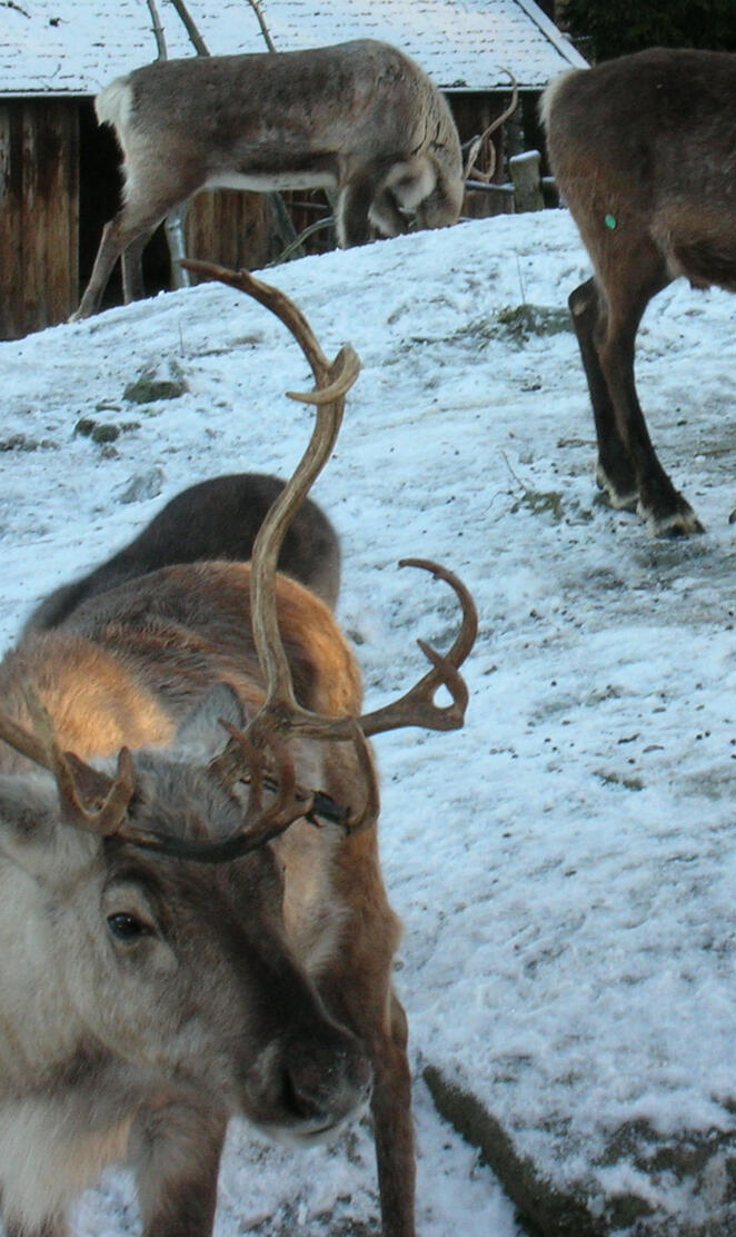 Santaclaus Reindeers