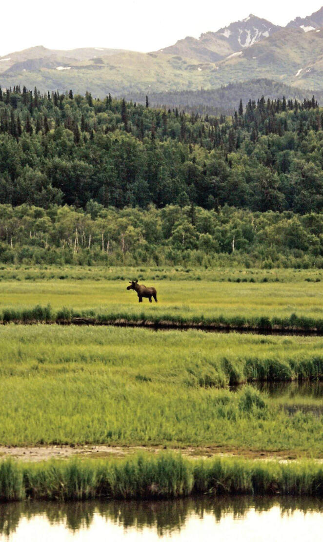Alaskan Landscape