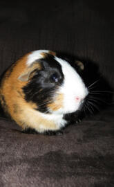 Guinea pig