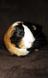 Guinea pig