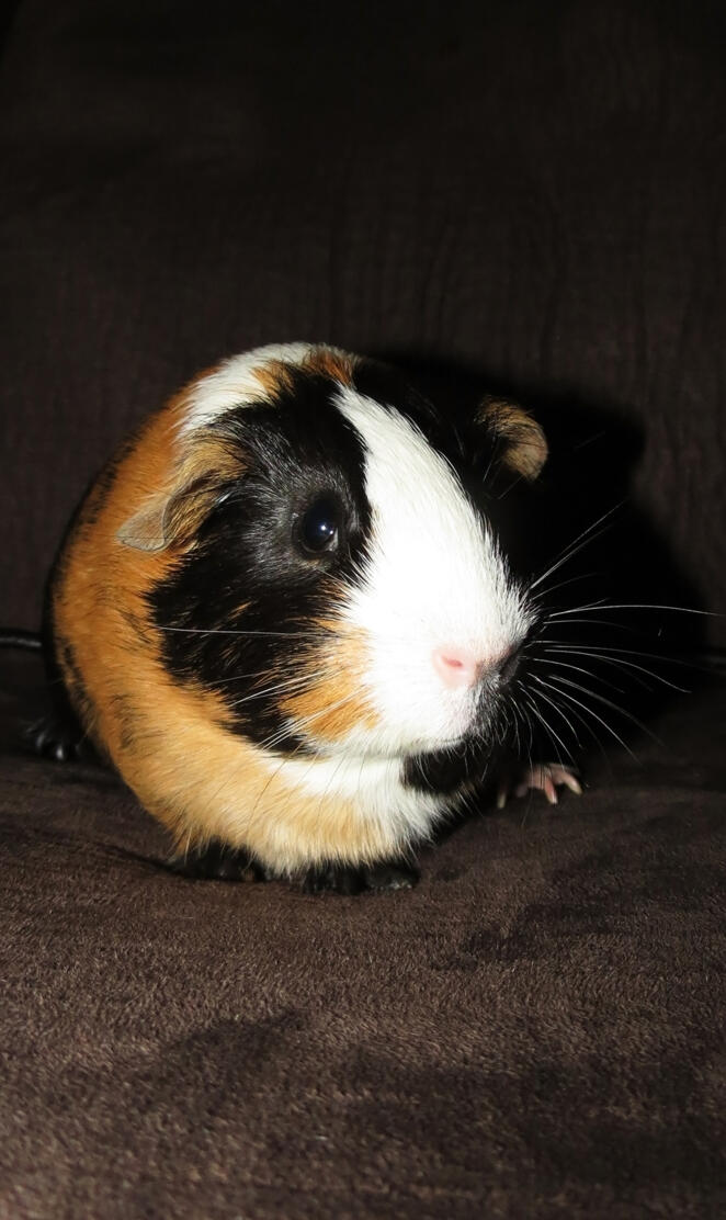 Guinea pig