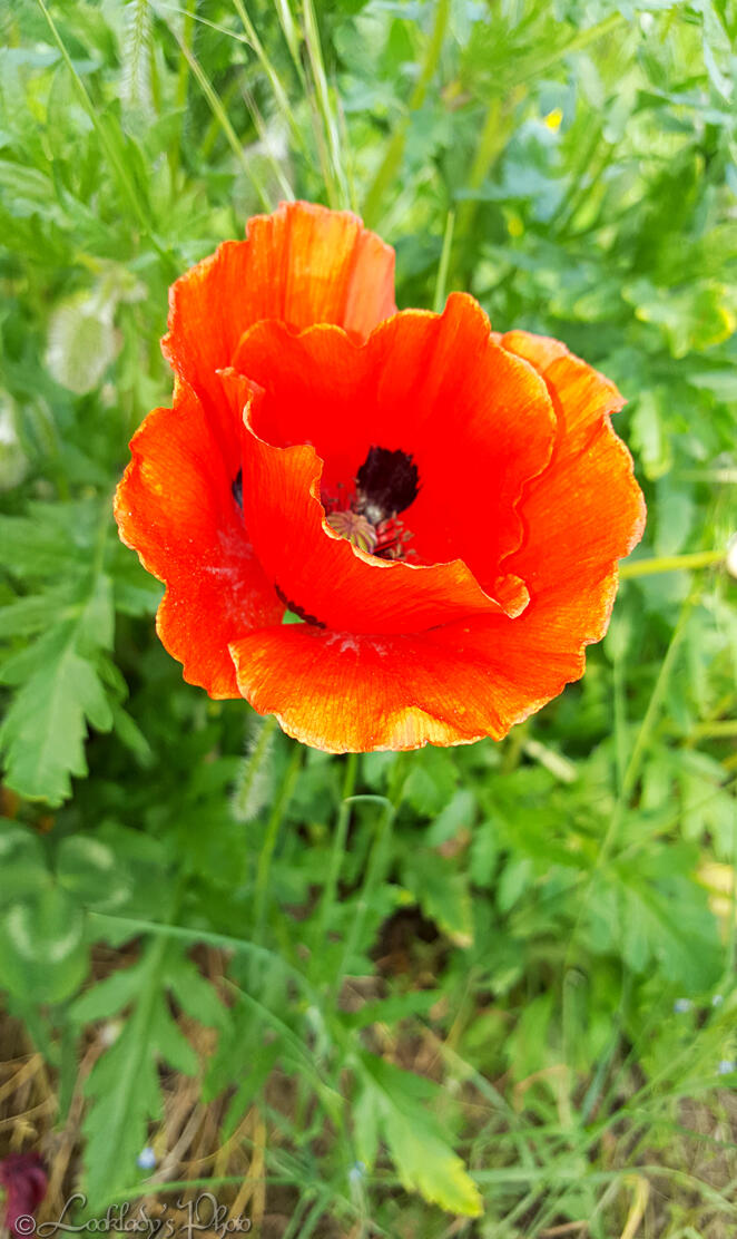 coquelicot pavot