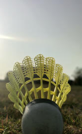 Wild photographer 1234