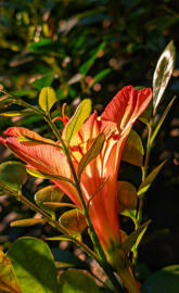 Rosa