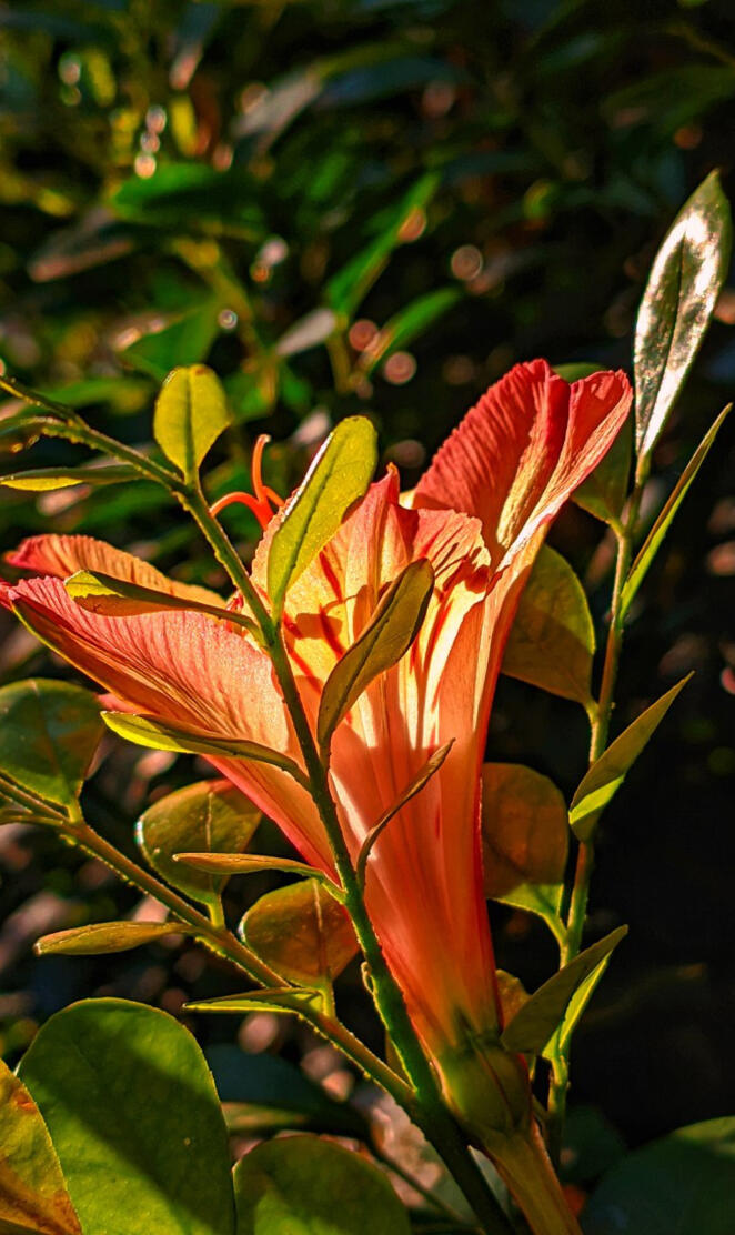 Rosa