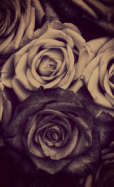 Rosas