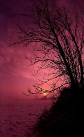 Rosa Night