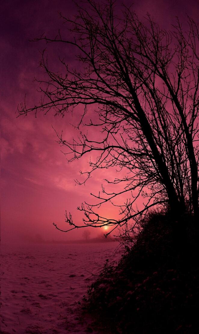 Rosa Night