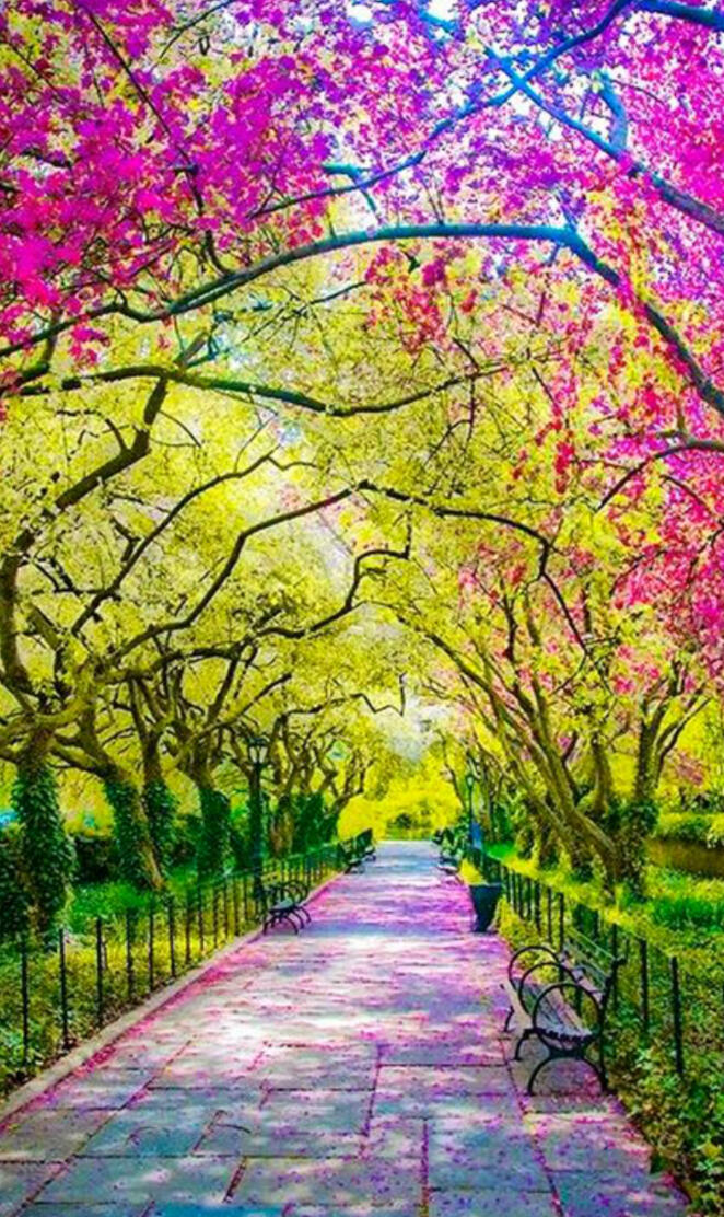 Parque Rosa