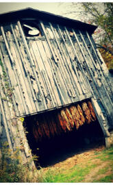 Tobacco Barn