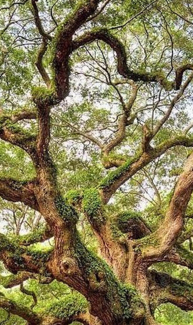 oak tree