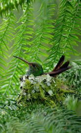 Humming Bird