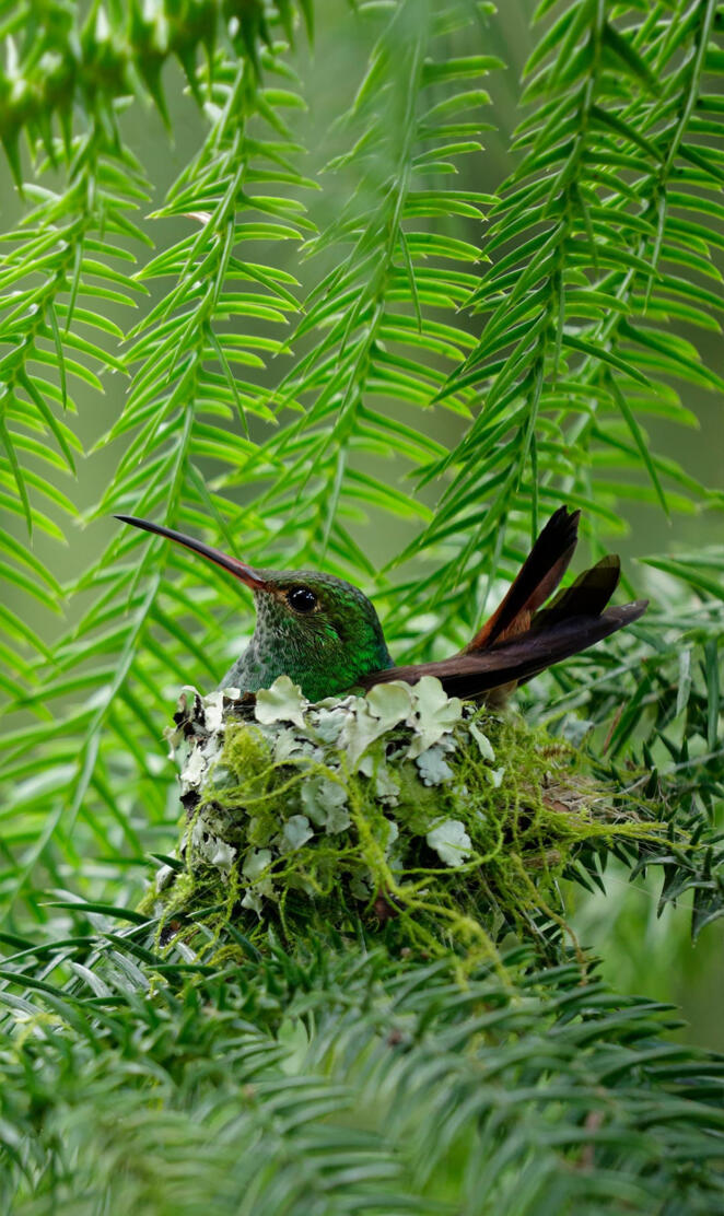 Humming Bird