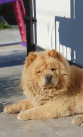 Chow chow  dog