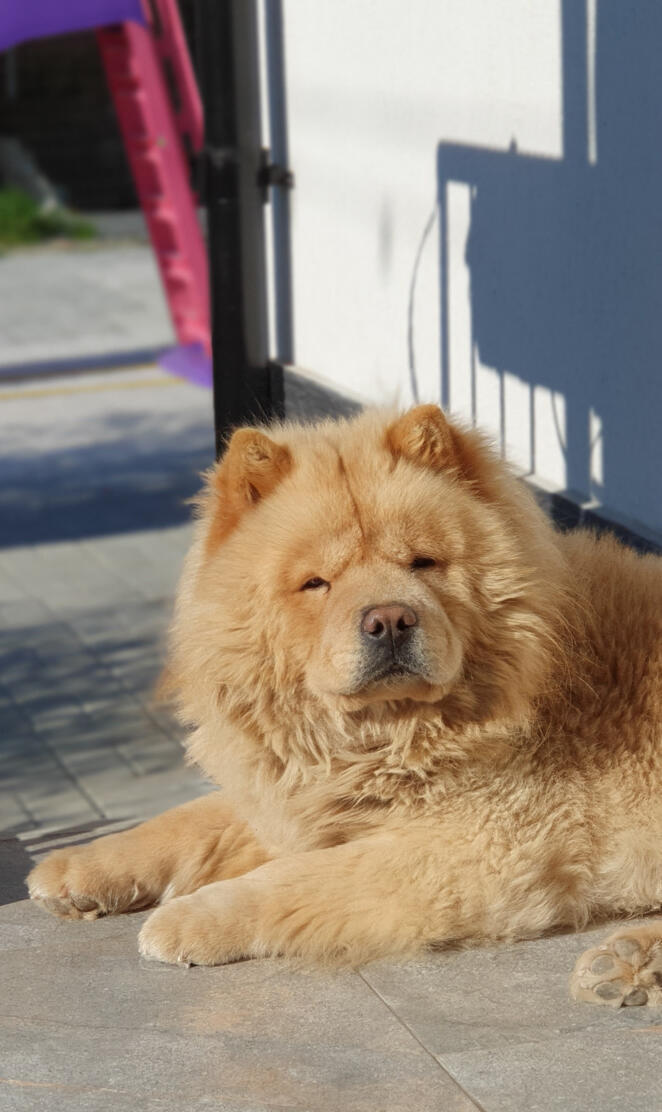 Chow chow  dog