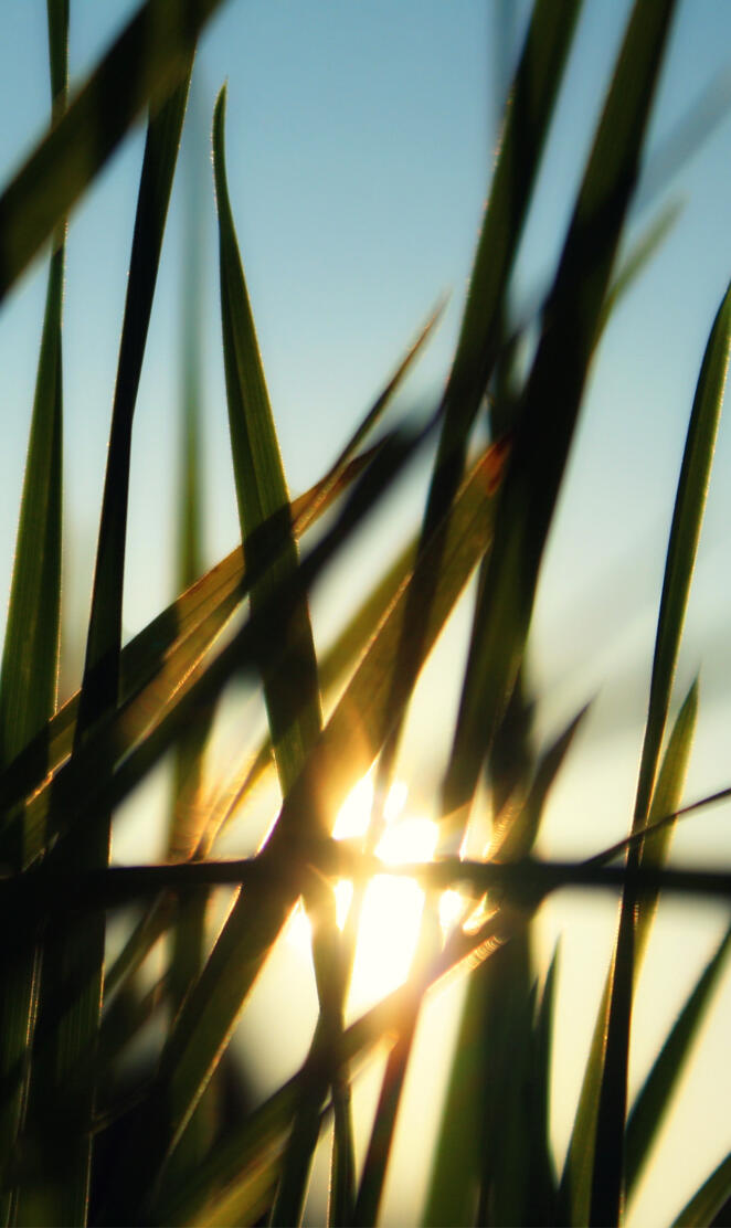 Sunrise In Grass