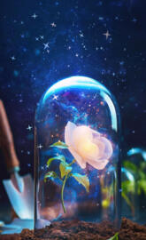 Enchanted Rose