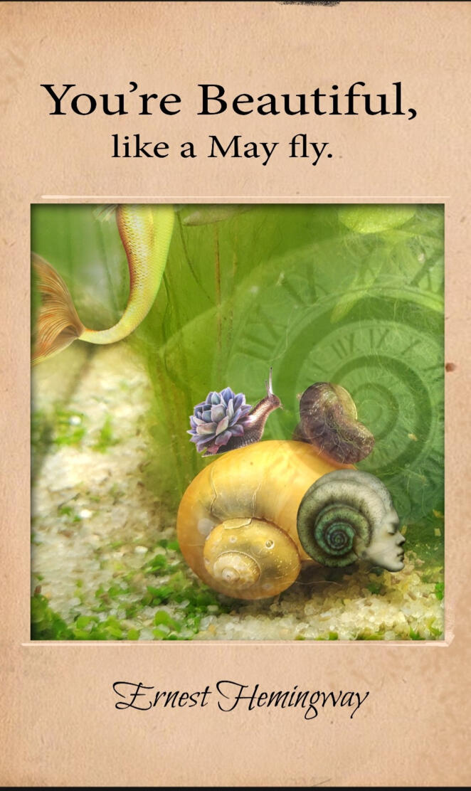 Book of Snails
