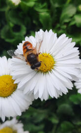 Honeybee with flower