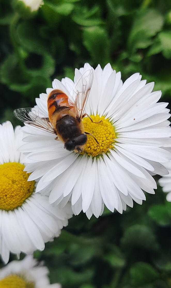 Honeybee with flower