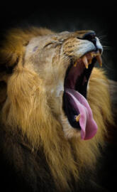 Chanting lion